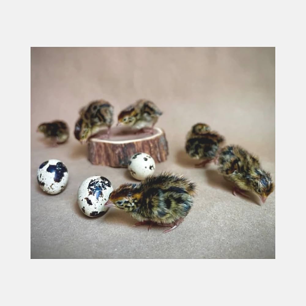 Amazon.com: Daily Bread Homestead Jumbo Coturnix Quail